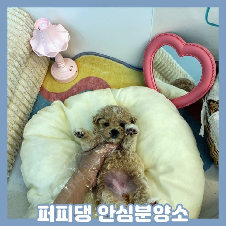  충주애견분양 말티푸분양 행복한 일삭