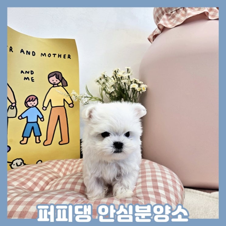  괴산애견분양 말티즈분양 걱정없이 만났죠