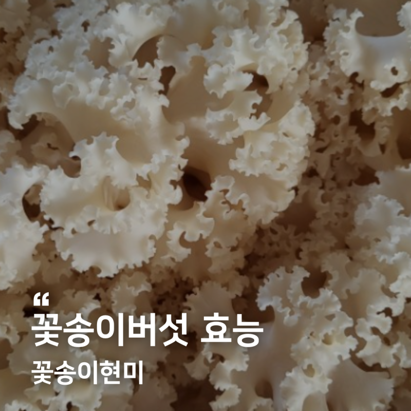 꽃송이버섯 효능 부작용, 한가인 영양제로 불리는 꽃송이현미 효소