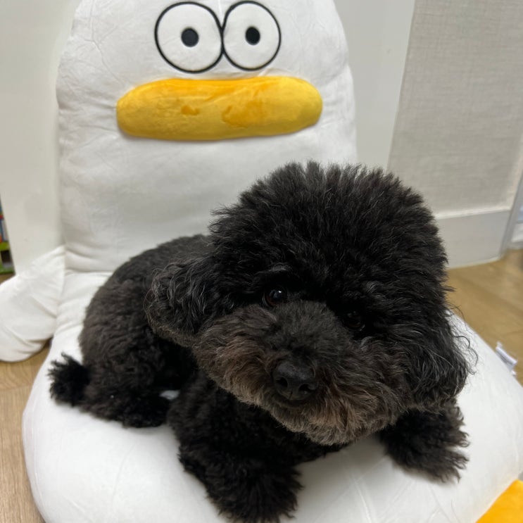 강아지 추울때 행동 어떤 것들이 있을까?