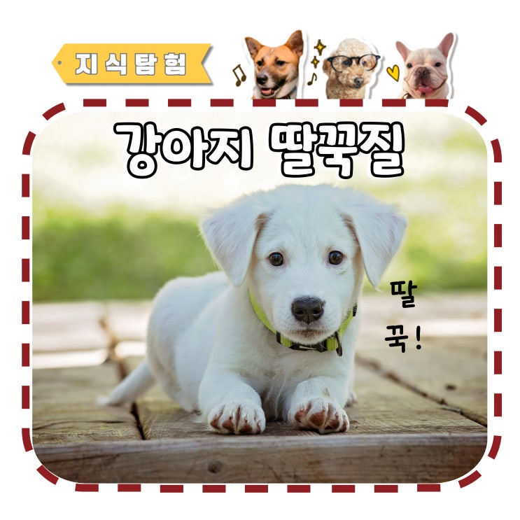 새끼 강아지 딸꾹질 안 멈추는데 어떡해요?