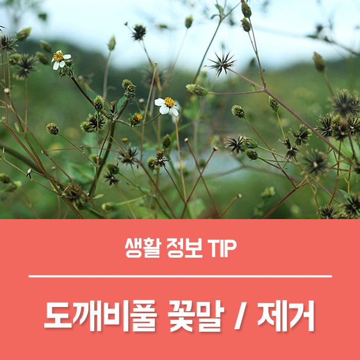  도깨비풀 꽃말 특징, 도깨비바늘 제거
