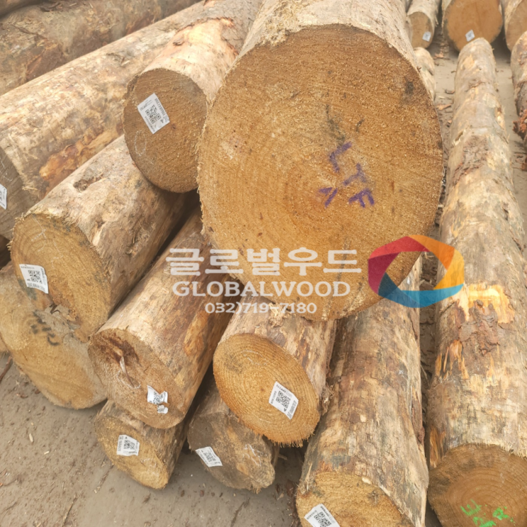  [글로벌우드]_가공이 쉬운 목재, 뉴송