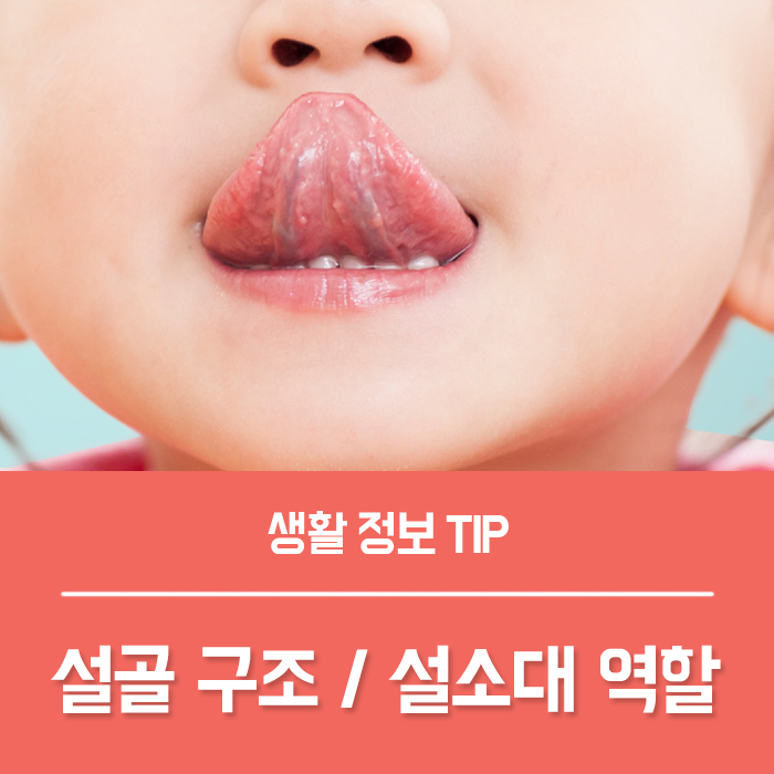  설골 위치 구조 아기 신생아 설소대 역할은?