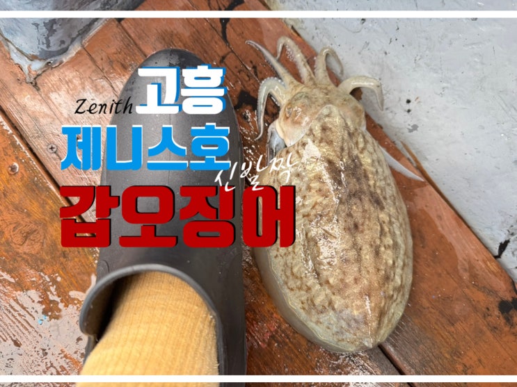  녹동 제니스호 고흥 갑오징어 쭈꾸미 선상 낚시