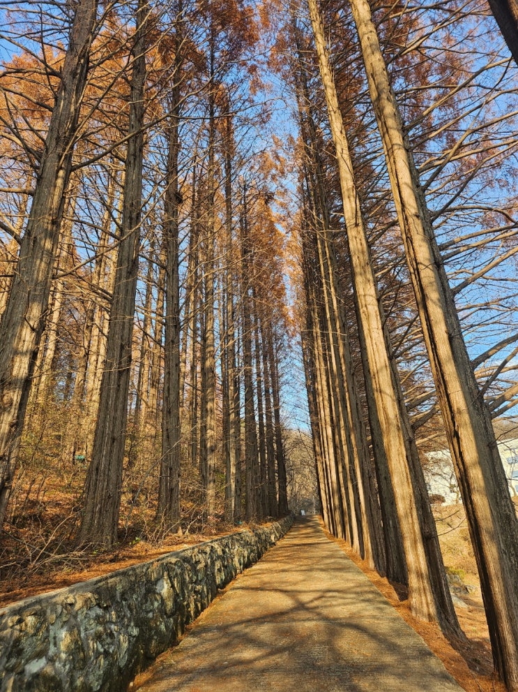  세븐일레븐 이비가짬뽕vs 이비가짬뽕 매산점 & 외대글로벌캠퍼스 명수당