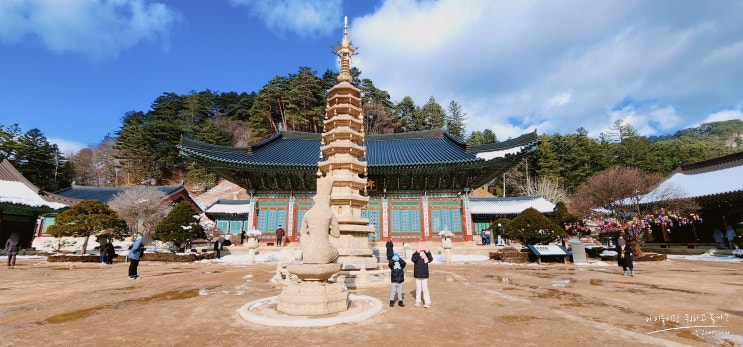  강원도 가볼만한 절 월정사 전나무숲길 템플스테이 사찰