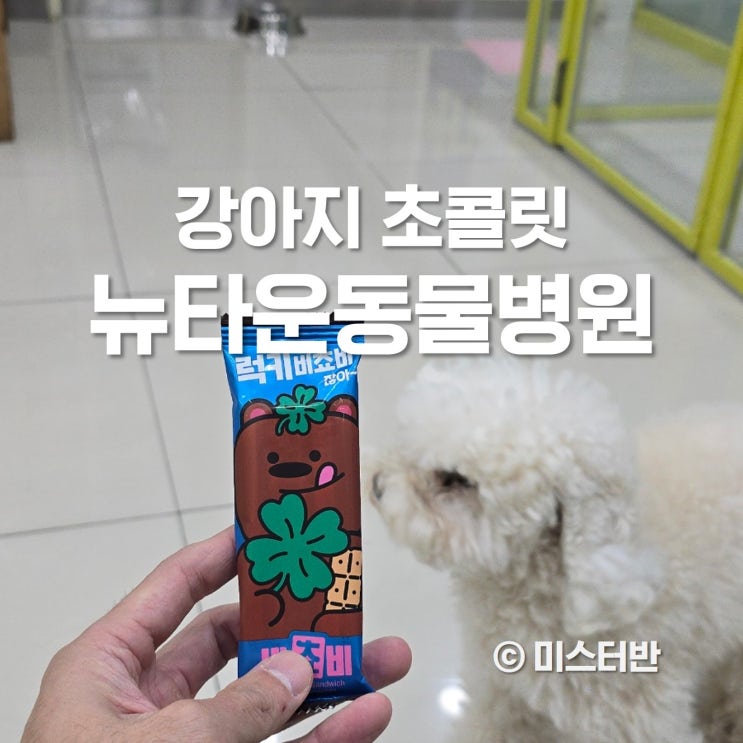  강아지 초콜릿 골든타임은? 은평 뉴타운 동물병원 처치후기