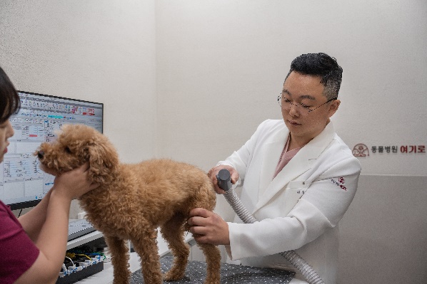  인덕원 동물병원 강아지 대퇴골수술