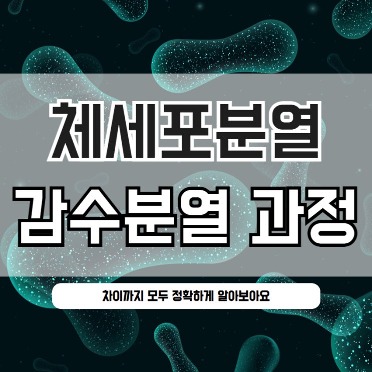  체세포분열 감수분열 과정 차이 알아봐요