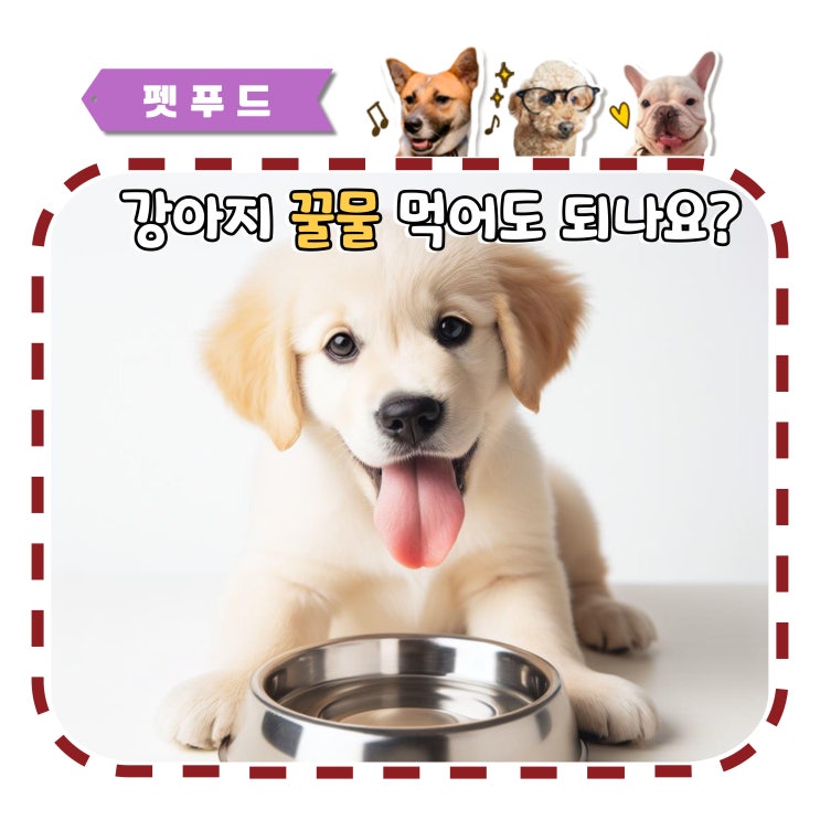  강아지 꿀물, 꿀, 꿀배, 설탕물 급여 가능할까?