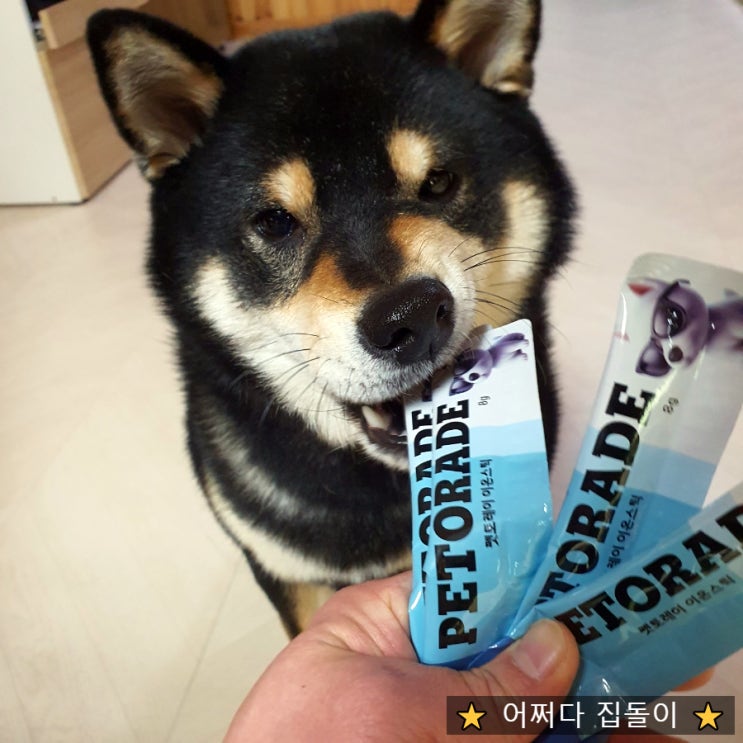  펫토레이 강아지 이온음료 강아지 영양제로 추천해요~