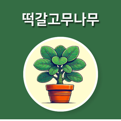  선물받은 떡갈고무나무 키우기 : 초보자도 쉽게 키워요!