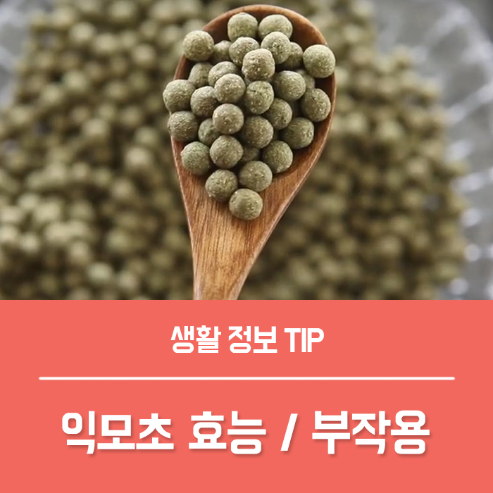  익모초환 효능 TOP4, 익모초의 효능 부작용 육모초?