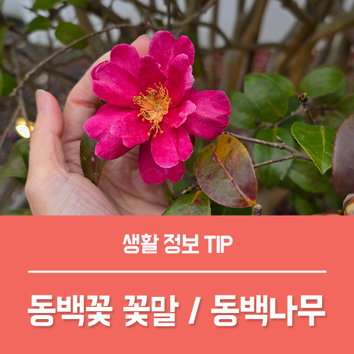  동백꽃 꽃말 특징, 동백기름 효능 겨울꽃 동백나무 화분 키우기