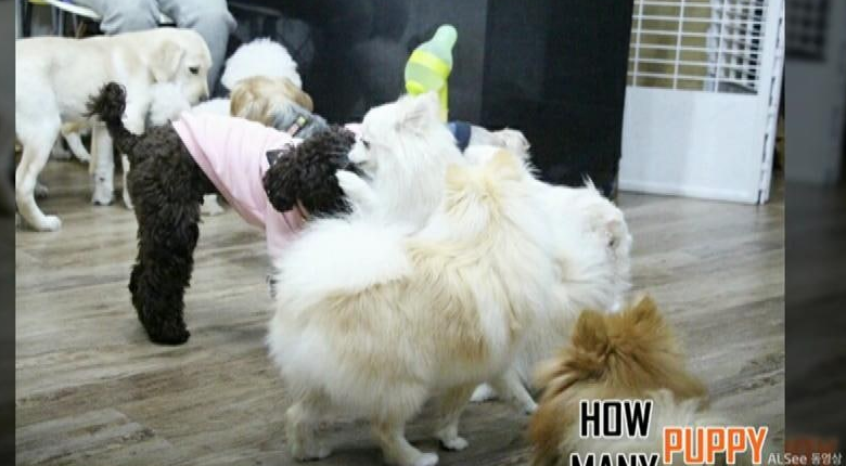 하우매니퍼피 애견유치원