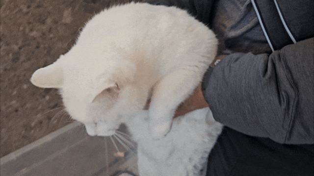  성묘합사 8일차 : 옥수 치아흡수병변으로 어금니 발치, 고양이 스케일링, 고양이 치아흡수병변, 섬섬옥수고양이