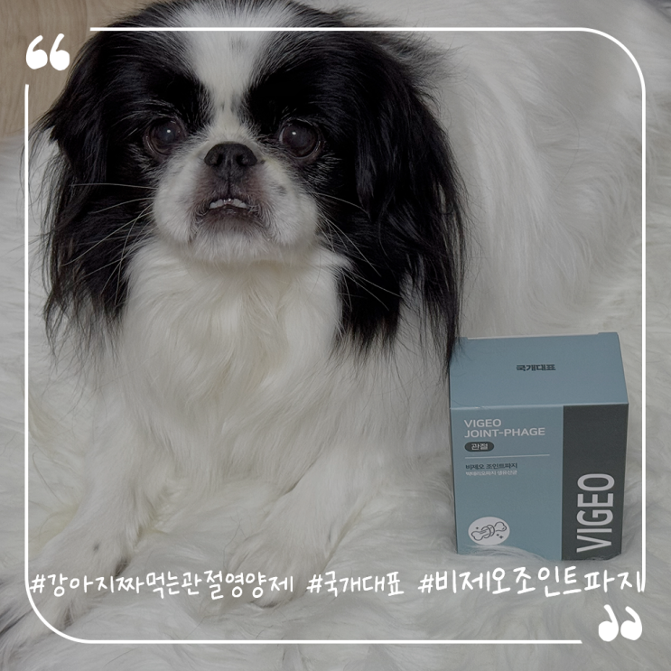  강아지짜먹는관절영양제추천 국개대표 비제오 조인트파지