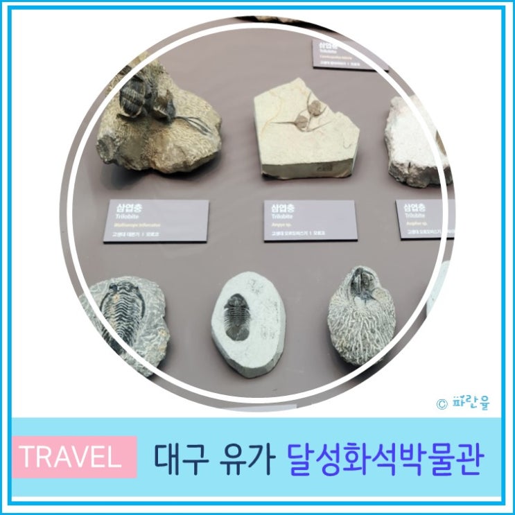  달성화석박물관 대구 실내 아이와 함께 가볼만 한 곳 입장료 주차