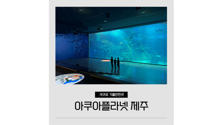  아쿠아플라넷 제주 할인 오션아레나 공연 식당 맛집 아이랑 서귀포 실내 가볼만한곳