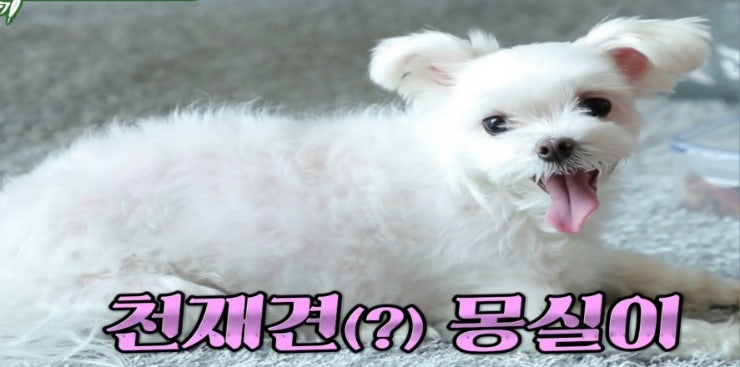 최진혁 몽실이 송혜교 루비 강아지가 은근히 닮았다