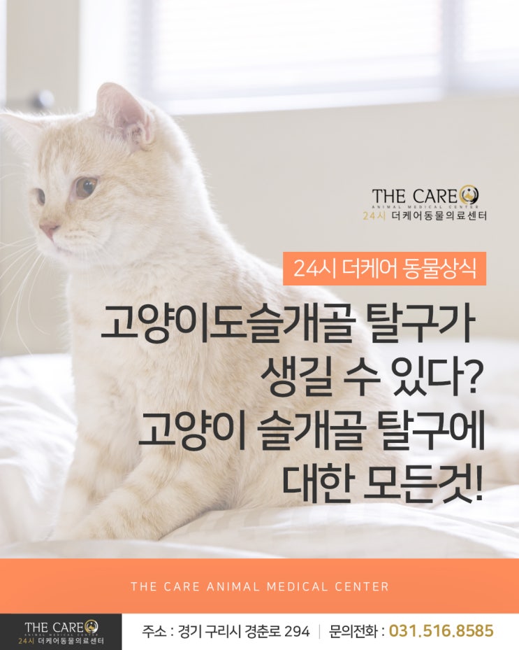  [24시더케어동물의료센터] 고양이도 슬개골 탈구가 생길 수 있다? 고양이 슬개골 탈구에 대한 모든것!
