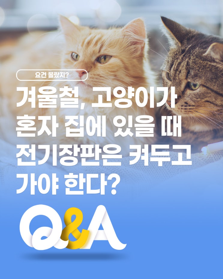  [더케어 Q&A] 겨울철, 고양이가 혼자 집에 있을 때 전기장판은 켜두고 가야 한다?