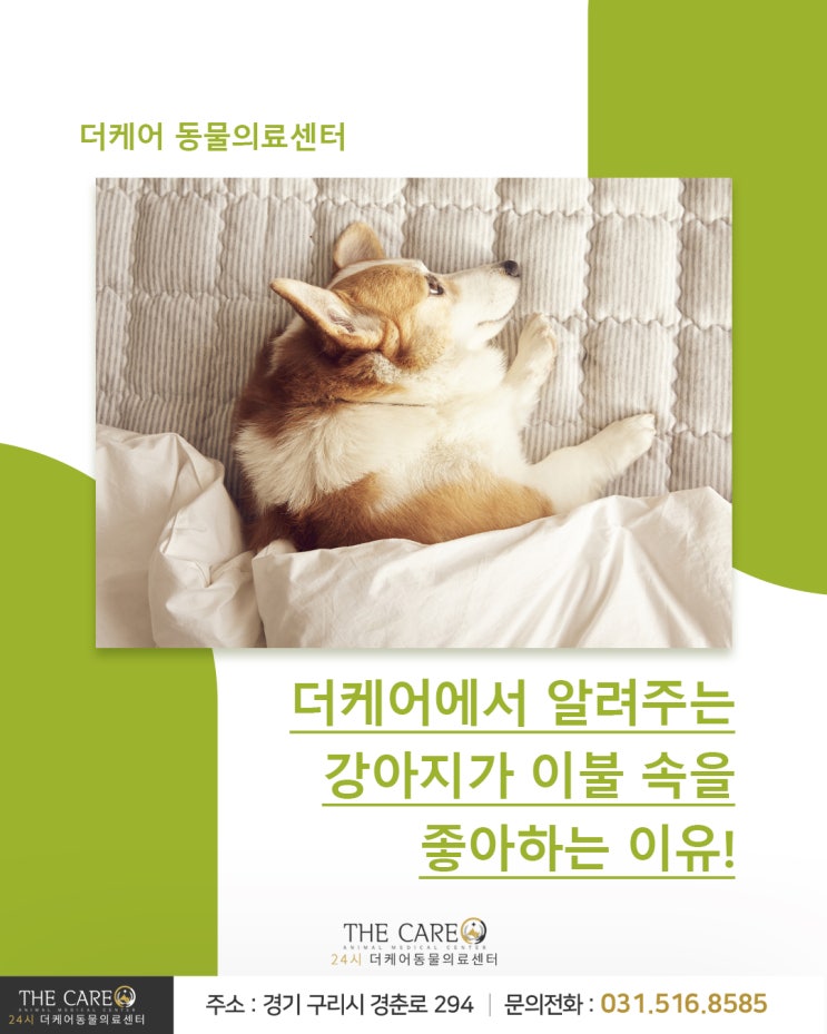  [24시더케어동물의료센터] 더케어에서 알려주는 강아지가 이불 속을 좋아하는 이유!