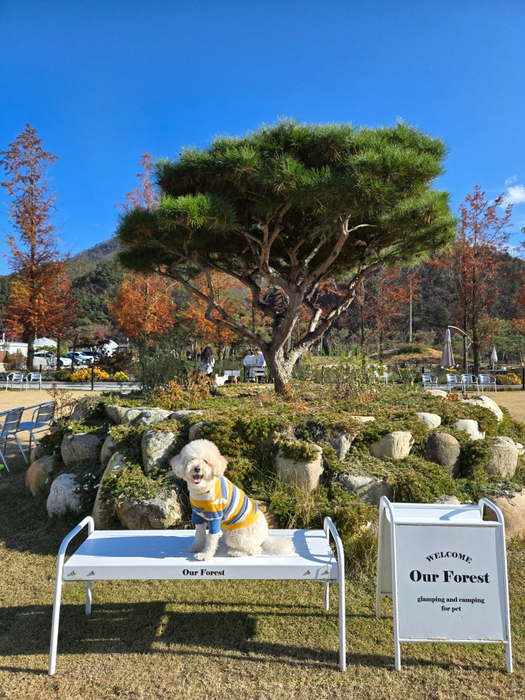  [애견동반캠핑장] 가평 아워포레스트 내돈내산 숙박후기