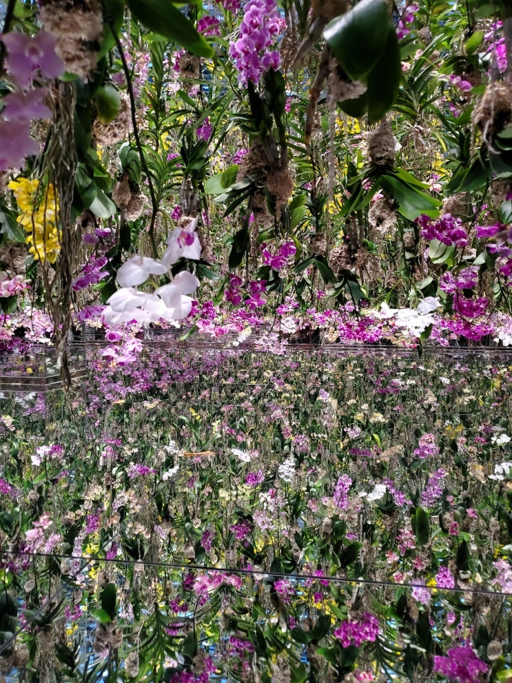  teamLab Planets Tokyo 팀랩 플래닛 도쿄 체험형 미디어아트