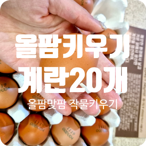  올웨이즈 올팜으로 수확한 계란한판!!