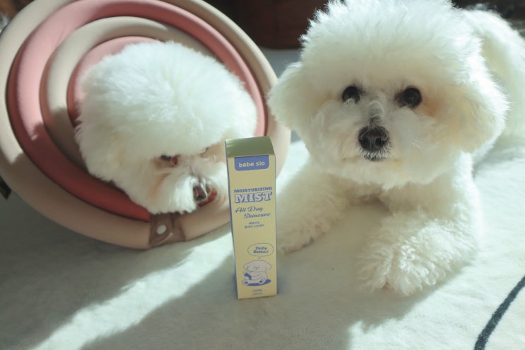  베베시오 모이스처라이징 미스트로 삼숑이 피부와 털 관리 시작!
