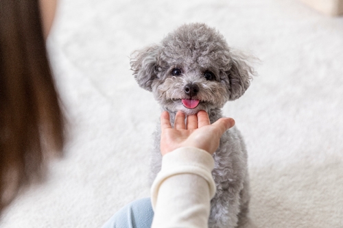  예쁜 강아지 이름 추천 ㄱ부터~ㅎ까지