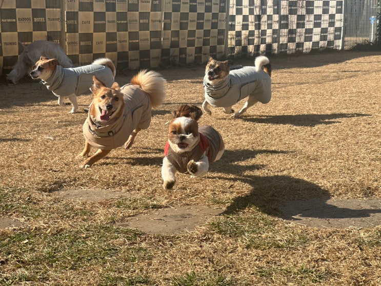  잠실 애견호텔 :) 시장 구석구석 산책하기 라드독