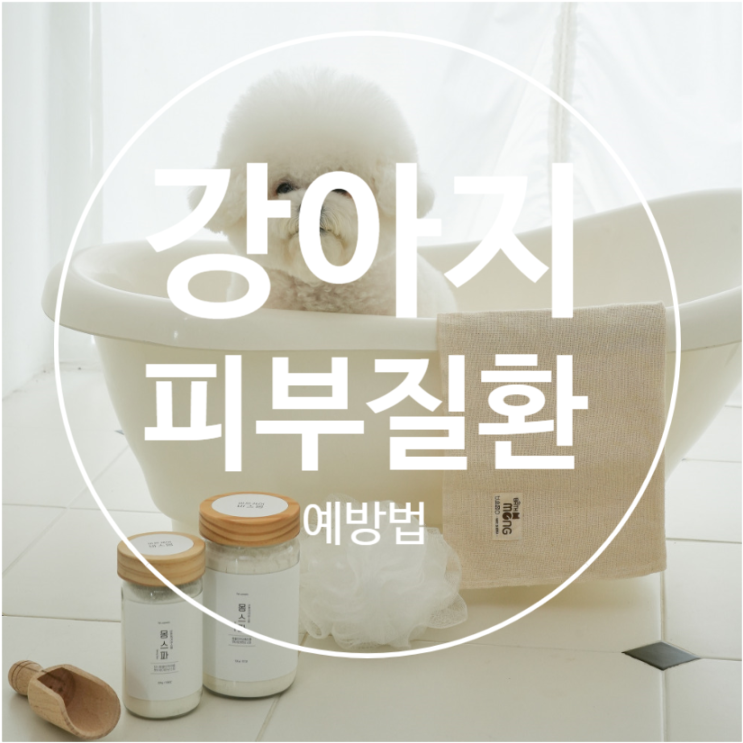  강아지 피부 질환 예방을 위한 습관, 꿀팁 5가지