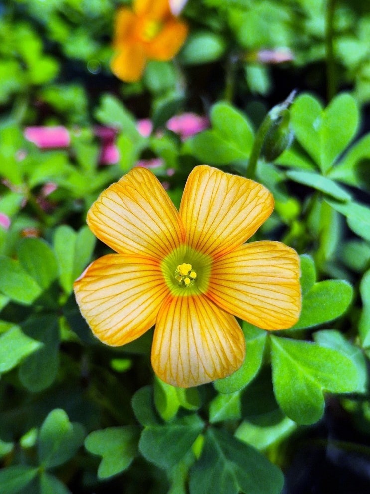  옵투샤 호비씨. 크레용