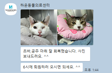  [분당/정자] 하온동물의료센터 고양이 건강검진 & 스케일링 솔직 후기