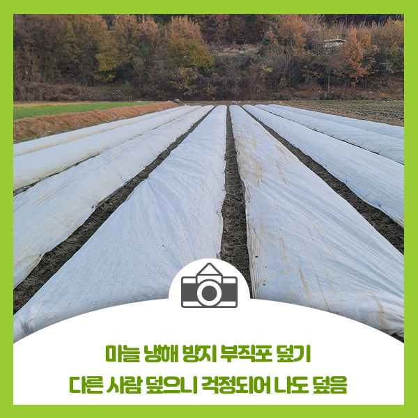  마늘 냉해 방지 부직포 덮기, 남들 덮으니 걱정되어 나도 덮음