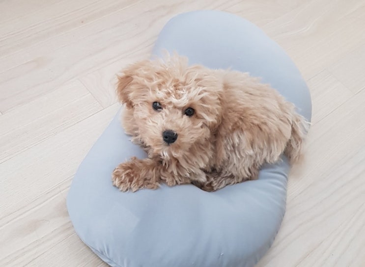  토이푸들 강아지의 놀라운 몸무게 변화