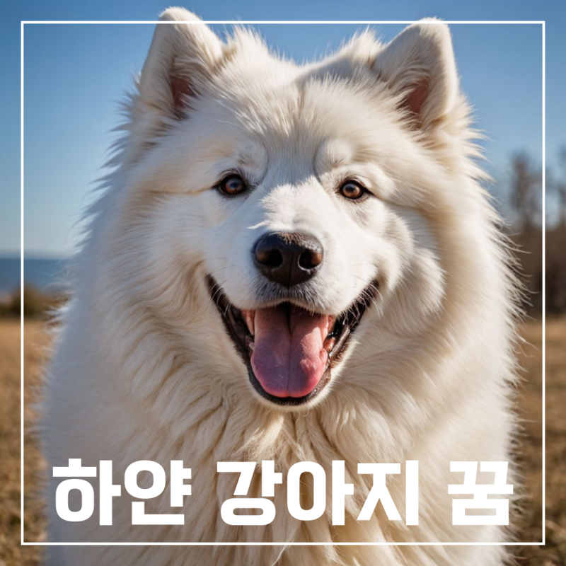 하얀 강아지 보는 꿈 하얀 강아지 안는 꿈