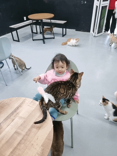  경산 아이와 실내가볼만한곳 - 안녕고양이(솔직후기)