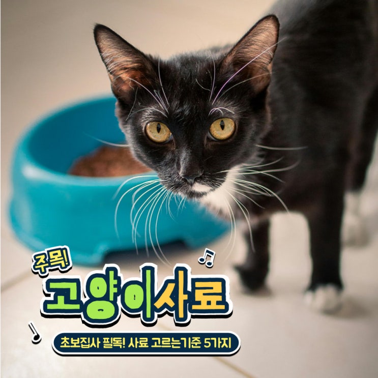  초보 집사 필독! 고양이 사료 선택 기준 5가지