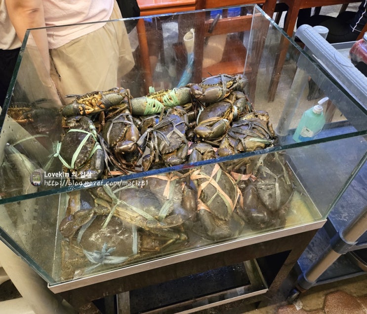  보홀여행 4일차 : 크랩맛집 라모이 / 보홀 팡라오공항