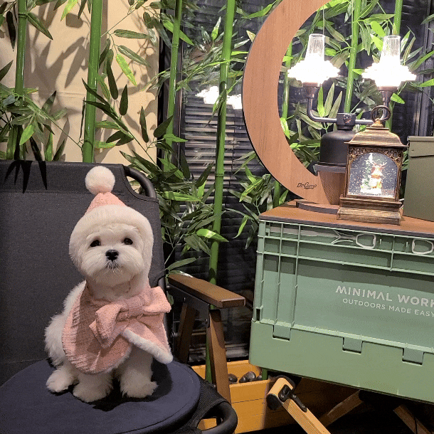 강아지 겨울옷 유어하루 캐롤 요정 케이프 사이즈 비교
