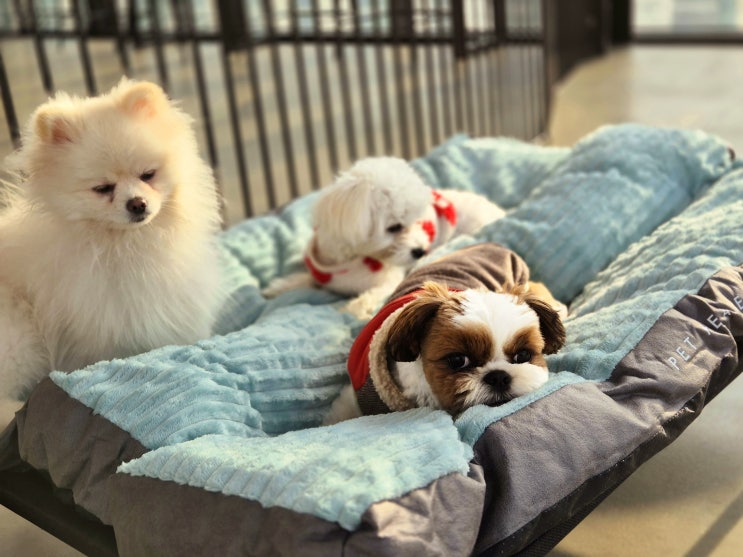  분당 애견유치원 :) 천연잔디 강아지운동장 라드독을 선택하는 이유