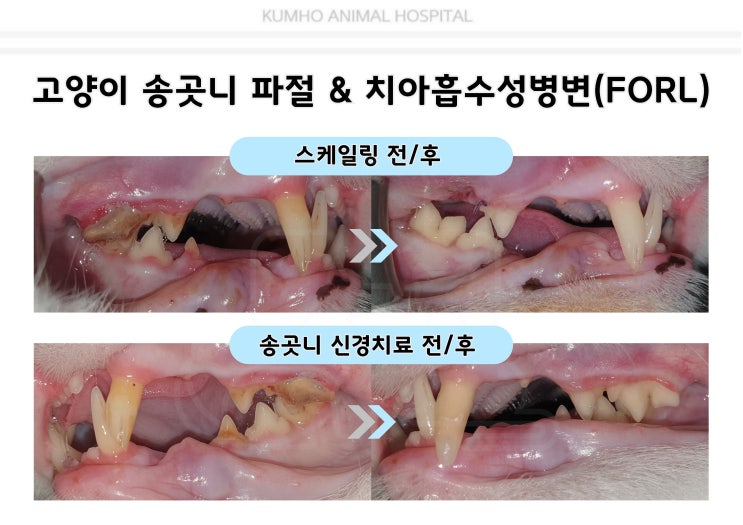  광주 고양이 치과 - 10살 고양이의 치아파절 & 치아흡수 Case [광주 치과 동물병원, 금호동 동물병원, 고양이 치아파절, 고양이 신경치료, 고양이 치아흡수]