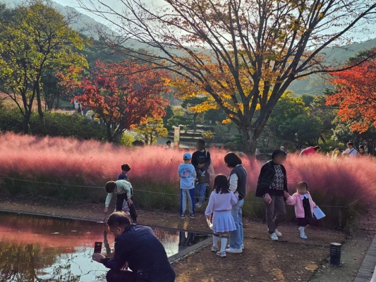  경북 칠곡 가산수피아 핑크뮬리 카페 그라운드수피아 말렌카 케이크