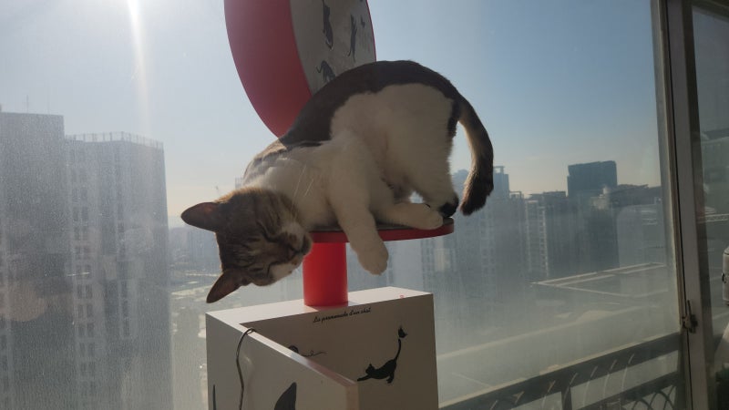 고양이 식욕촉진제 부작용