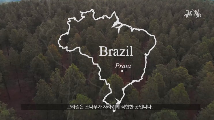  매년 23억 개의 연필을 만들기 위해 3천 평의 숲을 조성한 기업 파버카스텔