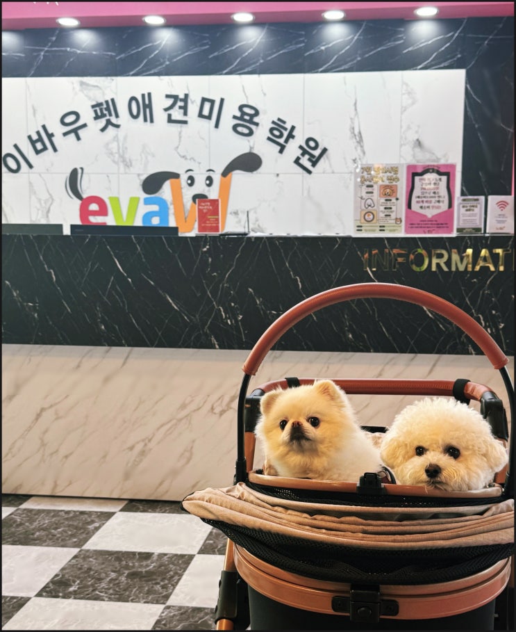  노원 애견미용학원 이바우펫 선착순 정원제 수강료 절감중